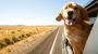 Paws and Go: Essential Accessories for Safe and Joyful Car T