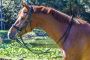 Western Leather Double Bridles for Horses Western Leather Double Bridles for Horses
