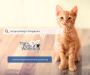 Best cat grooming service -The Pets workshop Singapore