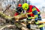 Tree Stump Removal Harpenden