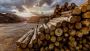 The Impact of These Sanctions on the Timber Market