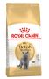 Royal Canin British Shorthair Adult Dry Cat Food - VetSupply