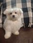 Maltese A.K.C. Puppies For Sale