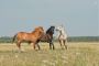 Go To The Adventure Of Horse Trail Riding With Top Horse Tra