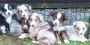 Toy Aussies For Sale