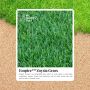 Say Goodbye to Lawn Woes With Zoysia Grass