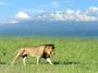 Masai Mara Ngorongoro safari 