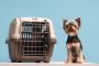Southwest Airlines' Pet Carrier Size Guidelines
