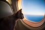 How to Understand Korean Air Pet Policy: A Complete Guide