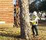 Optimum Tree Health Services For Your Trees Overall Growth F