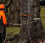 Canopy Thinning Hawkesbury | Tree Dropper Tree Services