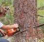 Why tree removal service needed?