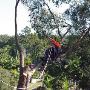 Find Superior Tree Lopping Service in Mount Gravatt