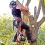 Tree Services Free Estimate Tree Removal o Tree Trimming