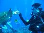 Information about 10 Best Scuba Diving Spots in India