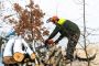 Looking for a reputable tree removal service provider in Mos