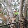 Tree Lopping in Bondi: Creating Beautiful and Manageable Spa