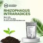 Bulk Order Suppliers Of Rhizophagus Intraradices: Enhance Yo