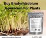 Shop Bradyrhizobium japonicum Fast Delivery & Free Shipping!