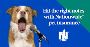 Nationwide Dog Health Insurance