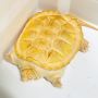 Healthy Captive Bred Turtles, Tortoises, Lizards
