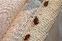 Best Bed Bug Pest control in Vashi- Save Upto 30% Best Bed Bug Pest control in Vashi- Save Upto 30%