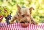 Fresh Organic Dog Food || (713) 205-5989