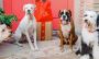 Dogs Food Online Services