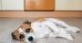 My Dog Has Cancer My Dog Has Cancer