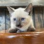 Siamese Kittens For Sale - Find Your Perfect Companion
