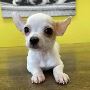 Teacup Chihuahua for Sale - Find Your Perfect Tiny Companion