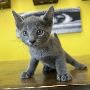 Russian Blue Kittens for Sale: Your Perfect Feline Companion