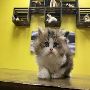 Adorable Long-Haired Persian Kittens for Sale 