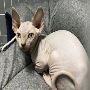 Extraordinary Sphynx Kittens For Sale at Westchester Puppies