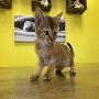 Adorable Abyssinian Kittens For Sale