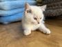 British Shorthair Kittens for Sale - Westchester Puppies