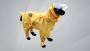 Find the best Full Body Dog Raincoat