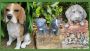 Shop Cat Garden Statue | Pig statue