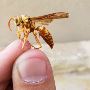360 Pest Solutions
