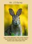 Mr. J D Bunny Poster Can Inspire Children to Be Kind