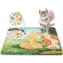 Buy The Best Cat Litter Online