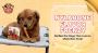 Nylabone Flavor Frenzy: Perfect For Dogs That Love To Chew N