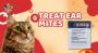 How To Effectively Treat Ear Mites In Cats: Simple Tips For 