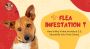 Flea Infestation? Here’s Why Virbac Knockout E.S. Should Be 