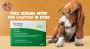 Does Cerenia Work For Vomiting In Dogs? Fast-Acting Results 