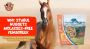 Why Stabul Nuggets Molasses-Free Fenugreek Horse Treats Are 