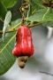Cashew Feni Goa