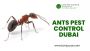 Ants pest control in Dubai