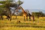 Unforgettable Tanzania Southern Circuit Safari Adventures
