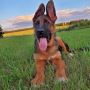 Ahornblatt - German Shepherd Breeder Ontario, German Shepher Ahornblatt - German Shepherd Breeder Ontario, German Shepher